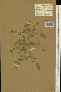 Stellaria media (L.) Vill., Eastern Europe, Central forest-and-steppe region (E6) (Russia)