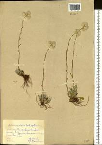 Antennaria dioica (L.) Gaertn., Siberia, Altai & Sayany Mountains (S2) (Russia)