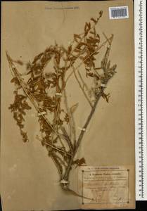 Krascheninnikovia ceratoides (L.) Gueldenst., Caucasus, Azerbaijan (K6) (Azerbaijan)