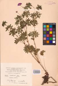 Geranium sanguineum L., Eastern Europe, North Ukrainian region (E11) (Ukraine)