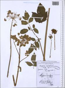 Angelica sylvestris L., Western Europe (EUR) (Austria)