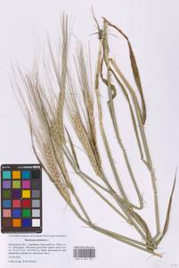 Hordeum vulgare subsp. distichon (L.) Körn., Eastern Europe, Moscow region (E4a) (Russia)