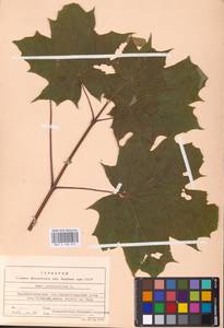 Acer platanoides L., Eastern Europe, North-Western region (E2) (Russia)