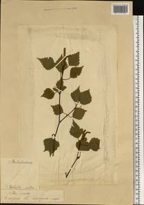 Betula pubescens Ehrh., Eastern Europe, Estonia (E2c) (Estonia)