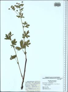 Potentilla intermedia L., Eastern Europe, Central region (E4) (Russia)