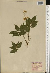 Staphylea pinnata L., Eastern Europe, Moldova (E13a) (Moldova)