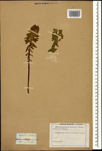 Euphorbia condylocarpa M.Bieb., Caucasus (no precise locality) (K0)
