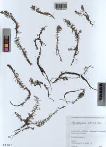 KUZ 000 044, Myriophyllum sibiricum Komarov, Siberia, Altai & Sayany Mountains (S2) (Russia)