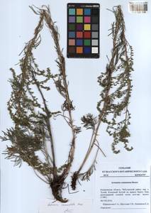 Artemisia pubescens Ledeb., Siberia, Altai & Sayany Mountains (S2) (Russia)