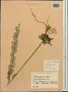 Fibigia clypeata (L.) Medik., Caucasus, Black Sea Shore (from Novorossiysk to Adler) (K3) (Russia)