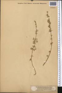 Artemisia rutifolia Steph. ex Spreng., Middle Asia, Muyunkumy, Balkhash & Betpak-Dala (M9) (Kazakhstan)