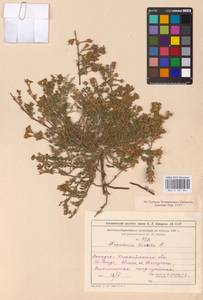 Hypericum perforatum L., Eastern Europe, Lower Volga region (E9) (Russia)