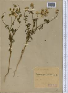 Eremodaucus lehmannii Bunge, Middle Asia, Syr-Darian deserts & Kyzylkum (M7) (Tajikistan)