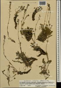 Smelowskia calycina (Stephan) C.A. Mey., Mongolia (MONG) (Mongolia)