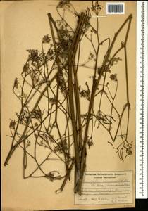 Chaerophyllum macrospermum (Willd. ex Spreng.) Fisch. & C. A. Mey., Caucasus, Armenia (K5) (Armenia)