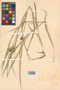 Scirpus orientalis Ohwi, Siberia, Russian Far East (S6) (Russia)