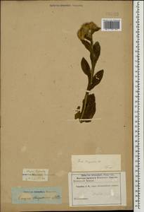 Inula thapsoides (M. Bieb.) Spreng., Caucasus (no precise locality) (K0)