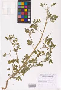 Melilotus officinalis (L.) Lam., Eastern Europe, Lower Volga region (E9) (Russia)