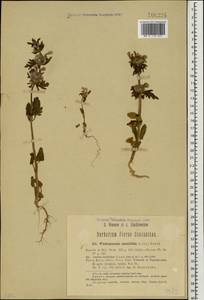 Lamium multifidum L., Caucasus, Turkish Caucasus (NE Turkey) (K7) (Turkey)