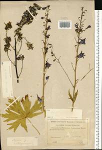 Delphinium cuneatum Stev. ex DC., Eastern Europe, Volga-Kama region (E7) (Russia)