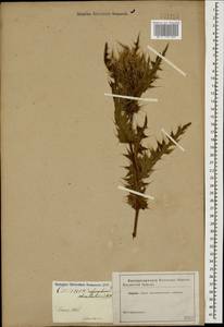 Cirsium obvallatum (M. Bieb.) M. Bieb., Caucasus (no precise locality) (K0)