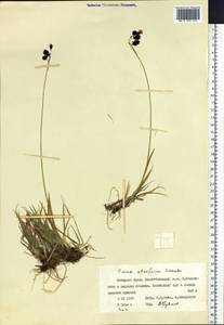 Carex atrofusca Schkuhr, Siberia, Western Siberia (S1) (Russia)