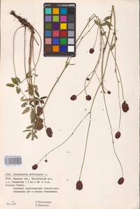 Sanguisorba officinalis L., Eastern Europe, Belarus (E3a) (Belarus)