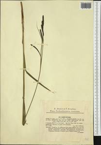 Carex buekii Wimm., Western Europe (EUR) (Czech Republic)