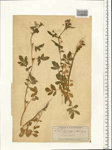 Cardamine amara L., Eastern Europe, Moscow region (E4a) (Russia)