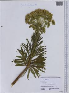 Euphorbia, Western Europe (EUR) (Greece)
