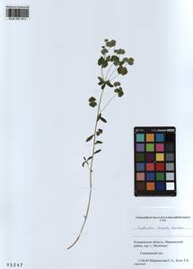 KUZ 001 611, Euphorbia borealis Baikov, Siberia, Altai & Sayany Mountains (S2) (Russia)