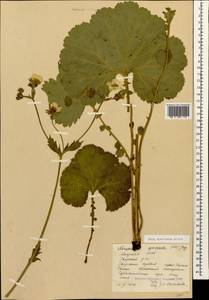 Geum speciosum Albov, Caucasus, Abkhazia (K4a) (Abkhazia)