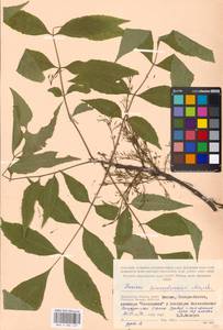 Fraxinus pennsylvanica Marshall, Eastern Europe, Moscow region (E4a) (Russia)