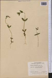 Gentianella amarella subsp. acuta (Michx.) Gillett, America (AMER) (Canada)