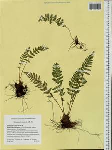 Woodsia ilvensis (L.) R. Br., Siberia, Baikal & Transbaikal region (S4) (Russia)