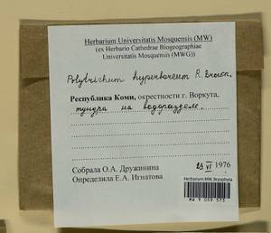 Polytrichum hyperboreum R. Br., Bryophytes, Bryophytes - European North East (B7) (Russia)