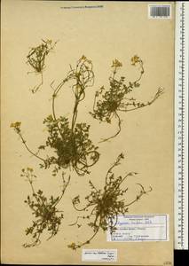 Hypecoum dimidiatum Delile, South Asia, South Asia (Asia outside ex-Soviet states and Mongolia) (ASIA) (Syria)