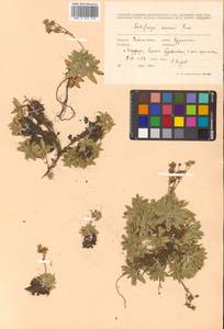 Micranthes merkii subsp. merkii, Siberia, Russian Far East (S6) (Russia)