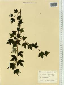 Ribes maximoviczianum Kom., Botanic gardens and arboreta (GARD) (Russia)