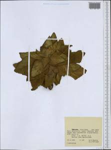 Lamiaceae, Africa (AFR) (Ethiopia)