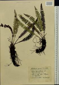 Struthiopteris spicant (L.) Weiss, Eastern Europe, West Ukrainian region (E13) (Ukraine)