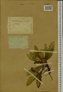 Cirsium esculentum (Siev.) C. A. Mey., Siberia (no precise locality) (S0) (Russia)