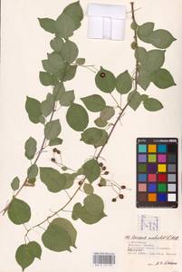 Prunus mahaleb L., Eastern Europe, Lower Volga region (E9) (Russia)