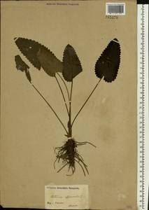 Betonica officinalis subsp. officinalis, Eastern Europe, Central region (E4) (Russia)