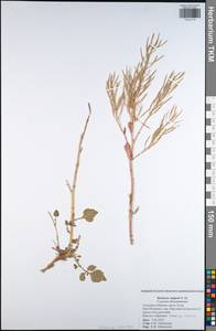 Barbarea vulgaris W. T. Aiton, Eastern Europe, Central region (E4) (Russia)