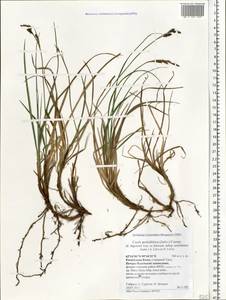 Carex bigelowii subsp. arctisibirica (Jurtzev) Á.Löve & D.Löve, Eastern Europe, Northern region (E1) (Russia)