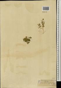 Dontostemon crassifolius (Bunge ex Turcz.) Maxim., Mongolia (MONG) (Mongolia)