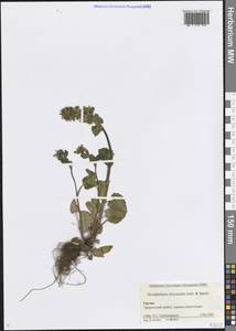 Scrophularia chrysantha Jaub. & Spach, Caucasus, Georgia (K4) (Georgia)