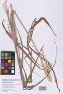 Miscanthus sinensis Andersson, Siberia, Russian Far East (S6) (Russia)