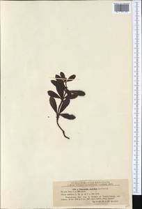 Chimaphila umbellata (L.) W. P. C. Barton, Western Europe (EUR) (Romania)